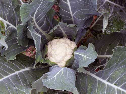 Среднеранние сорта сеют в апрелемае