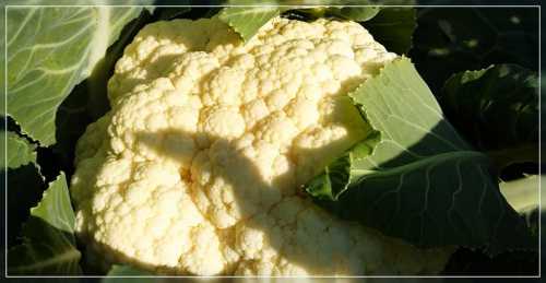 Стоит отметить, что большинство опытных огородников предпочитают выращивать разно временную рассаду