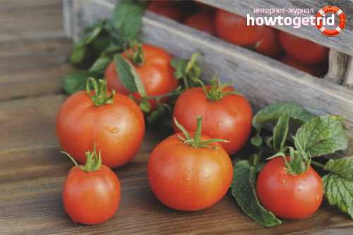 Заготовки шиповника на зиму в домашних условиях можно ли замораживать плоды без вреда для урожая