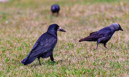 К чему снится чёрный ворон: толкование сна про