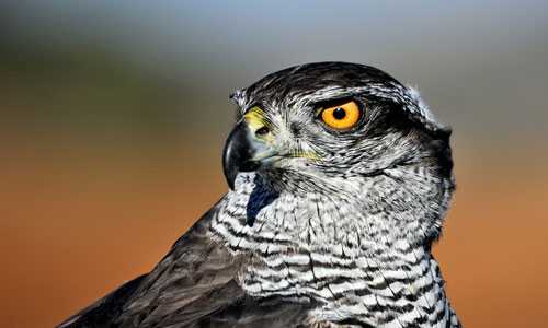 Поведение пернатых очень важный штрих для понимания того, к чему снятся вороны