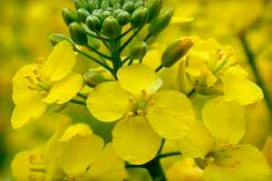 Рыжиковое масло полезные свойства для волос