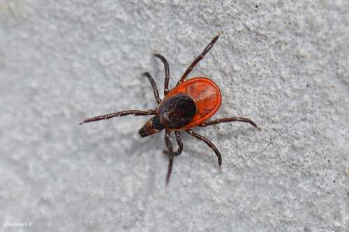 Ребенка укусил клещ